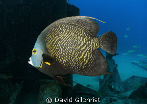 French  Angelfish near the Oro Verde Wreck, Grand Cayman by David Gilchrist 